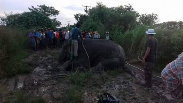 Wild elephant unleashes on village north of Yangon