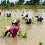 tranplant-rice-tahiland