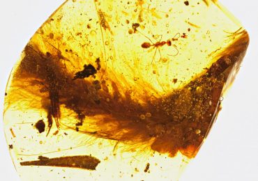 Feathered dinosaur tail found in Kachin State amber