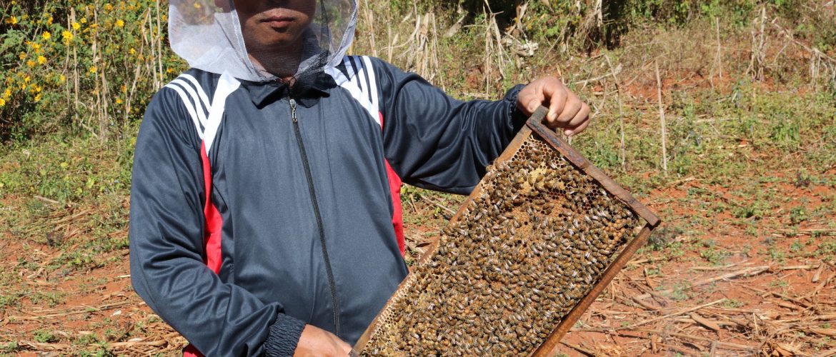 As honey sales rise, growing buzz surrounds beekeeping in Burma