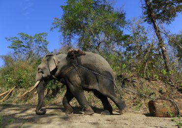 Govt, conservationists unveil elephant protection plan