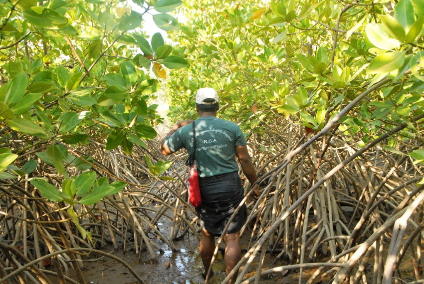 The struggle to save Arakan's mangroves