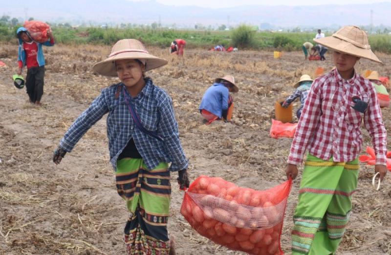 Modern techniques aim to boost potato yields in Shan State