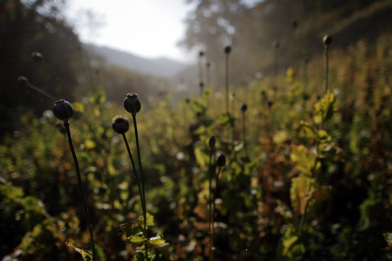 Burma’s opium crop plummets but no victory over Asia’s narco-boom: UN