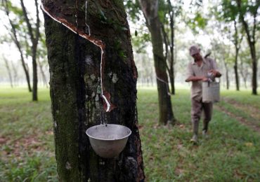 Carbon prices too low to protect Southeast Asian forests from rubber expansion