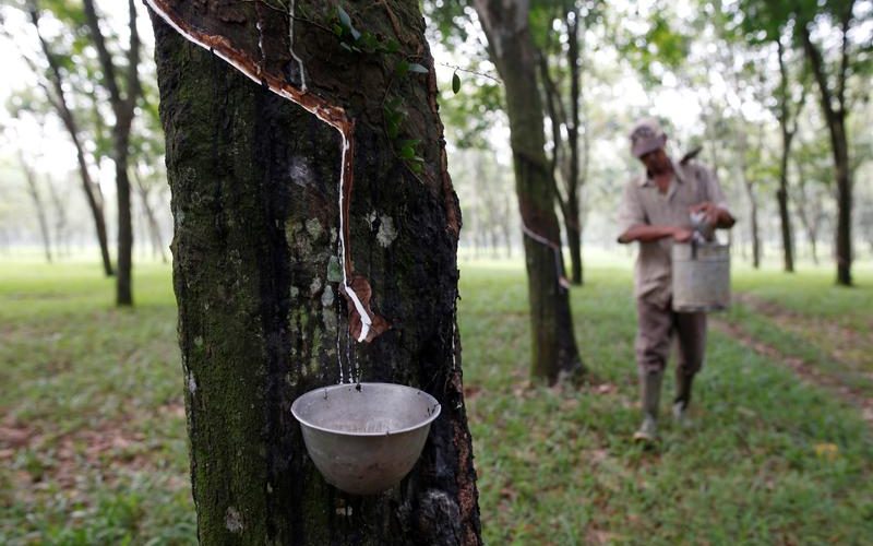 Carbon prices too low to protect Southeast Asian forests from rubber expansion