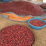 Coffee production has