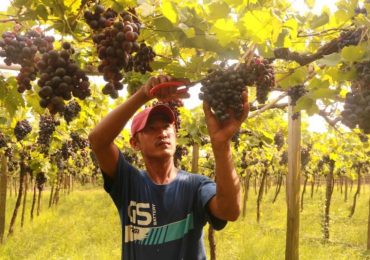 Grape growers feed an expanding wine market in Burma