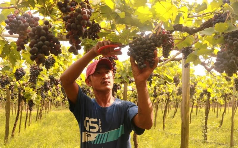 Grape growers feed an expanding wine market in Burma