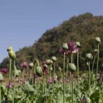 poppy1