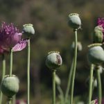 poppy2