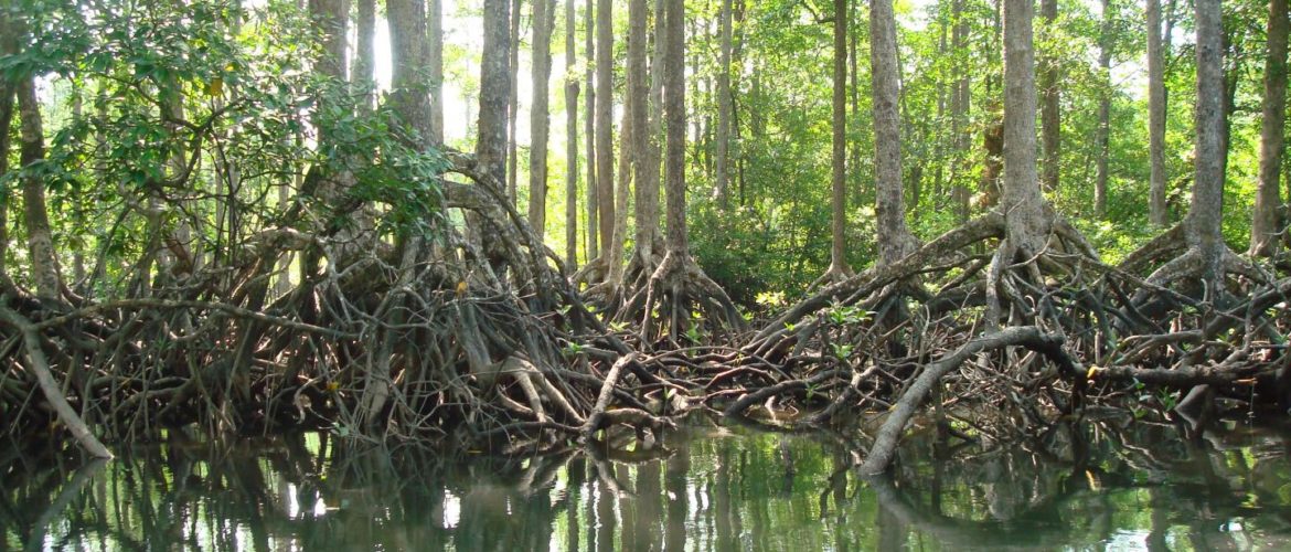 Tanintharyi locals protest mangrove destruction