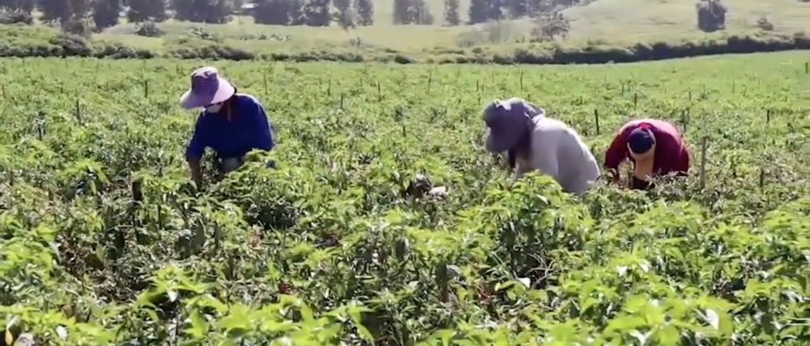 Agricultural Workers from Burma in Thailand Want Fair Compensation