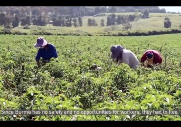 Agricultural Workers from Burma in Thailand Want Fair Compensation