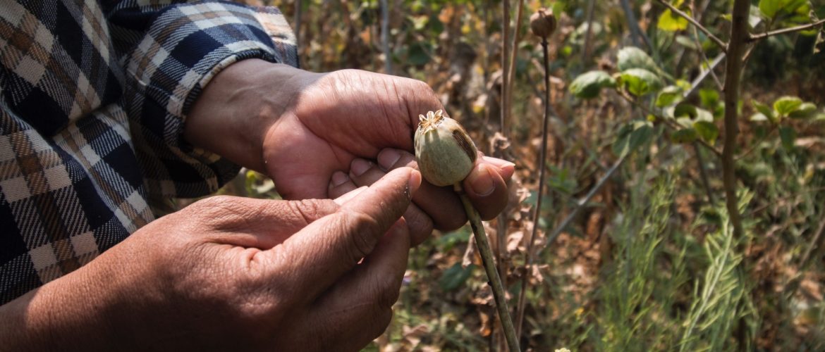 Opium Production Surging in Burma, states UNODC