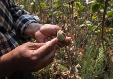 Opium Production Surging in Burma, states UNODC